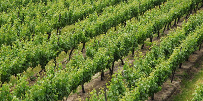 AGRO 2_400x200