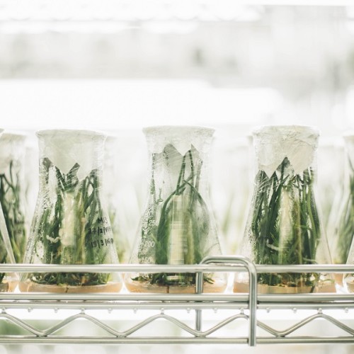 lab